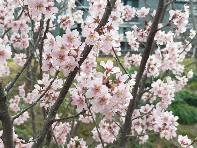 英会話フレーズ 満開 を英語で言うと 今週末 桜は満開です 今年の桜はきれいです 言えそうで言えない実用英会話